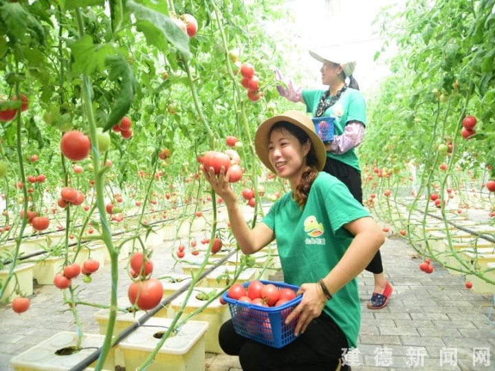 無土栽培風靡都市 蔬菜瓜果種植及采摘服務引領健康生活新潮流