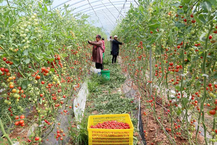 訂單農業助力增收，柏樹鄉蔬菜瓜果種植采摘服務鋪就致富路