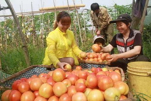 應城采摘迎端午 綠色蔬菜香滿園，瓜果種植服務興