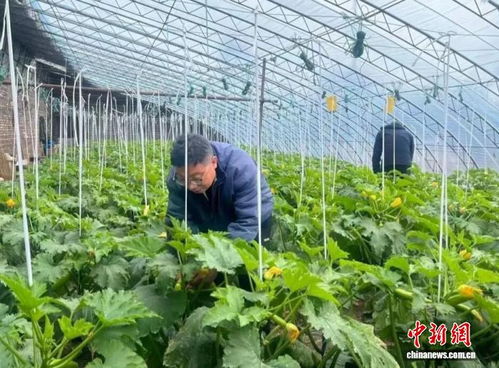 鄉村行 看振興 山西高平春日農耕忙