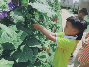 市委機關幼教集團紅璽臺園 快樂種植園，采摘歡樂多