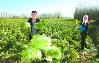 豐收季，周末帶孩子來(lái)這里 DIY手指蔬菜采摘與田園種植體驗(yàn)