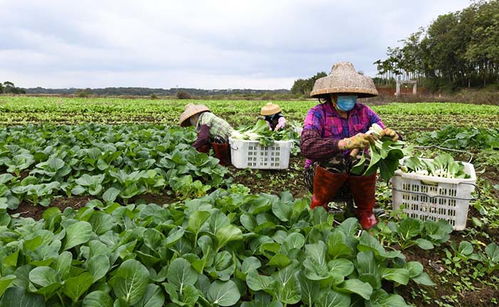 采摘蔬菜、擴(kuò)大供應(yīng)量——“蔬菜瓜果種植基地”如何助力秋季購(gòu)銷高峰期