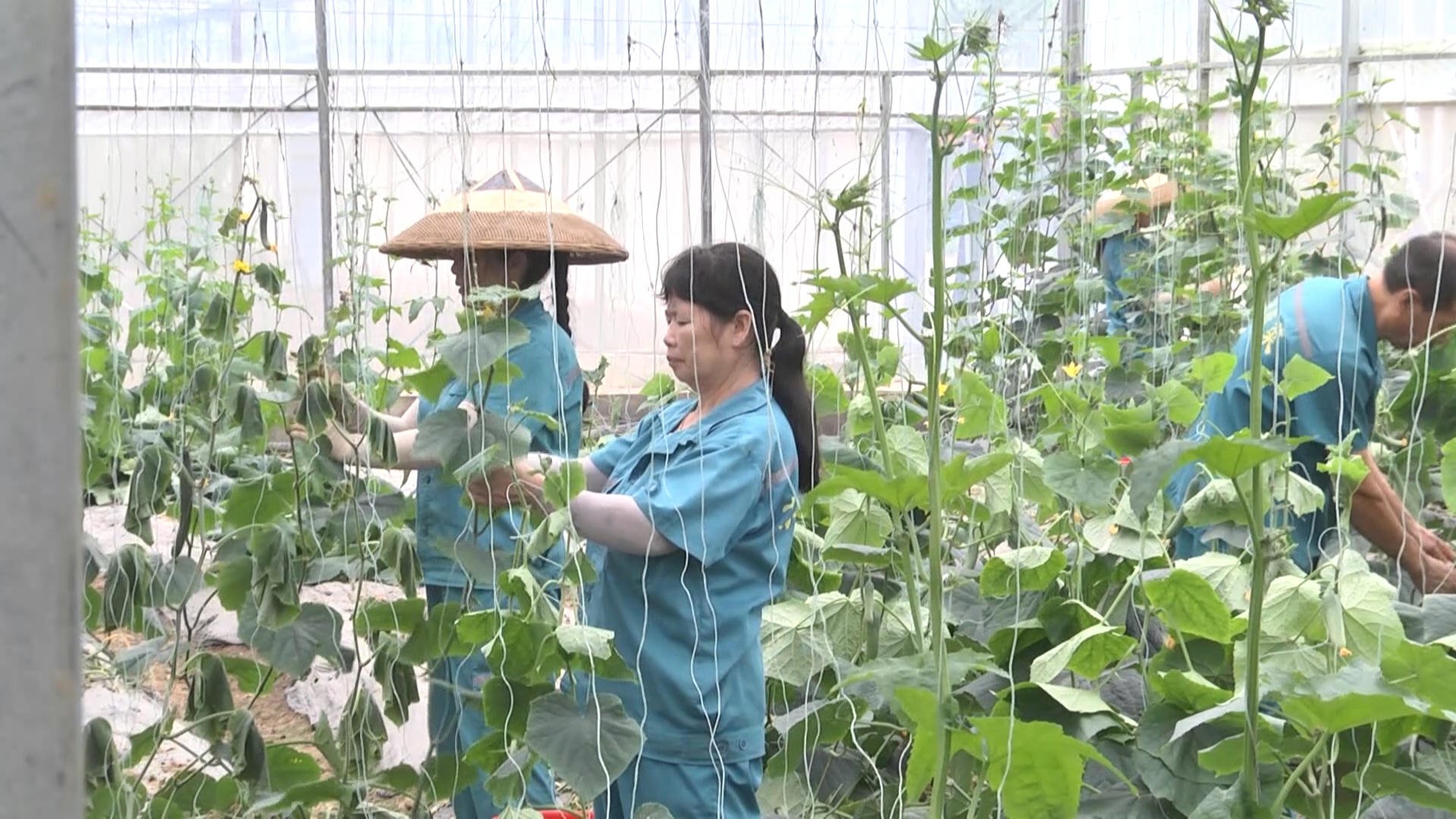 懷化鶴城區(qū) 邁向俄羅斯市場(chǎng)的蔬菜購(gòu)銷新基地
