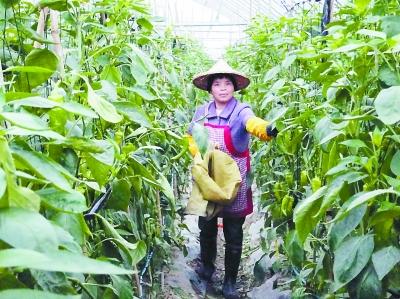 漳浦盤龍蔬菜基地日均采摘1萬(wàn)公斤辣椒甜椒 蔬菜瓜果種植及采摘服務(wù)日益紅火
